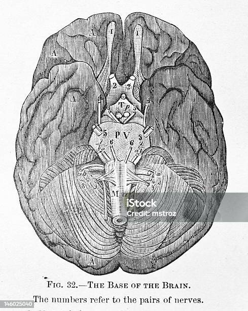 Illustrations Médecine Antique Base Du Cerveau Vecteurs libres de droits et plus d'images vectorielles de Anatomie - Anatomie, Antiquités, Cerveau humain