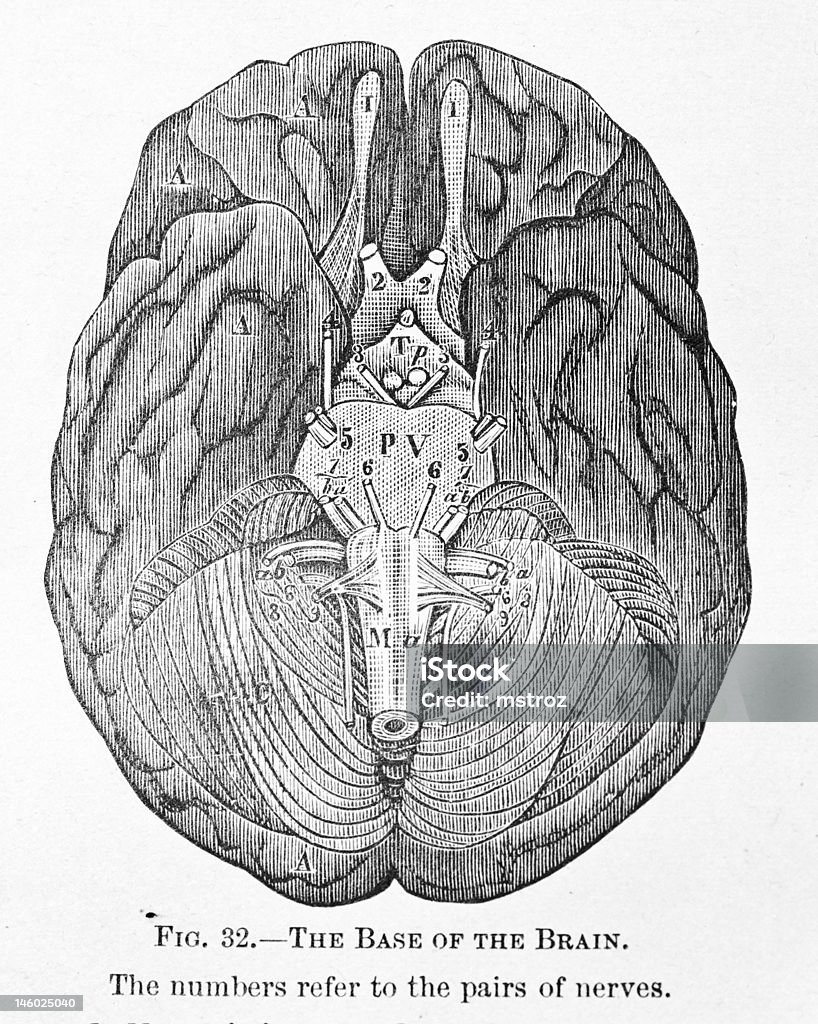 アンティーク医療イラストレーション/脳の底 - イラストレーションのロイヤリティフリーストックイラストレーション