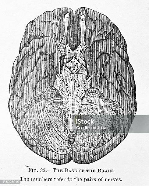 アンティーク医療イラストレーション 脳の底 - イラストレーションのベクターアート素材や画像を多数ご用意 - イラストレーション, シナプス, ヒトの内臓