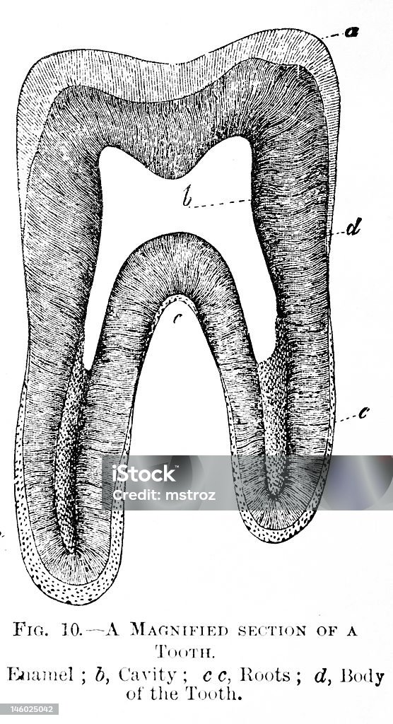 Antikes Medizinische Illustration Menschliche Molar Stock Vektor Art