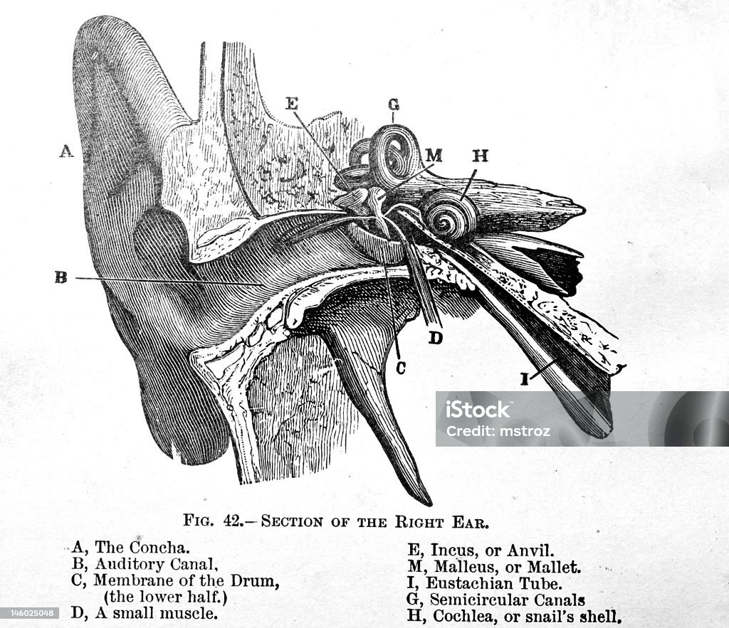 Ancienne illustration médicale/Oreille interne - Illustration de Canal semi-circulaire libre de droits