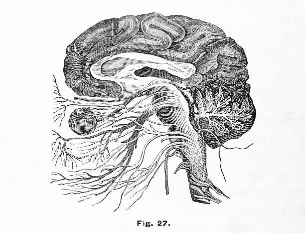 illustrations, cliparts, dessins animés et icônes de illustrations/médecine antique cerveau & système nerveux - tronc cérébral