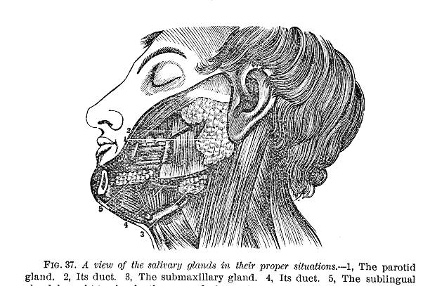 Antique Medical Illustration | Neck http://thebrainstormlab.com/banners/ami_banner.jpgThis is a medical illustration of a human salivary glands and neck. salivary gland surgery stock illustrations