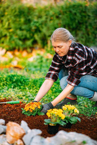 Young Woman Plants Colorful Flowers in Her Garden in Spring