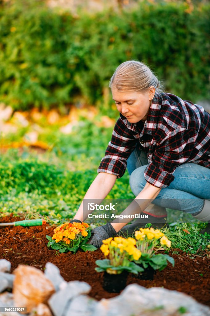 Young Woman Planting Colorful Flowers in Her Garden in Spring Young Woman Plants Colorful Flowers in Her Garden in Spring Gardening Stock Photo