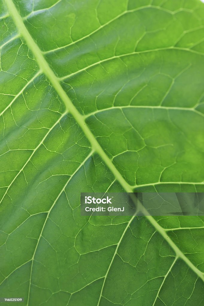 Verde di crescita - Foto stock royalty-free di Colore verde