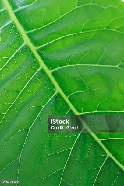 Verde Di Crescita - Fotografie stock e altre immagini di Colore verde - Colore verde, Composizione verticale, Crescita