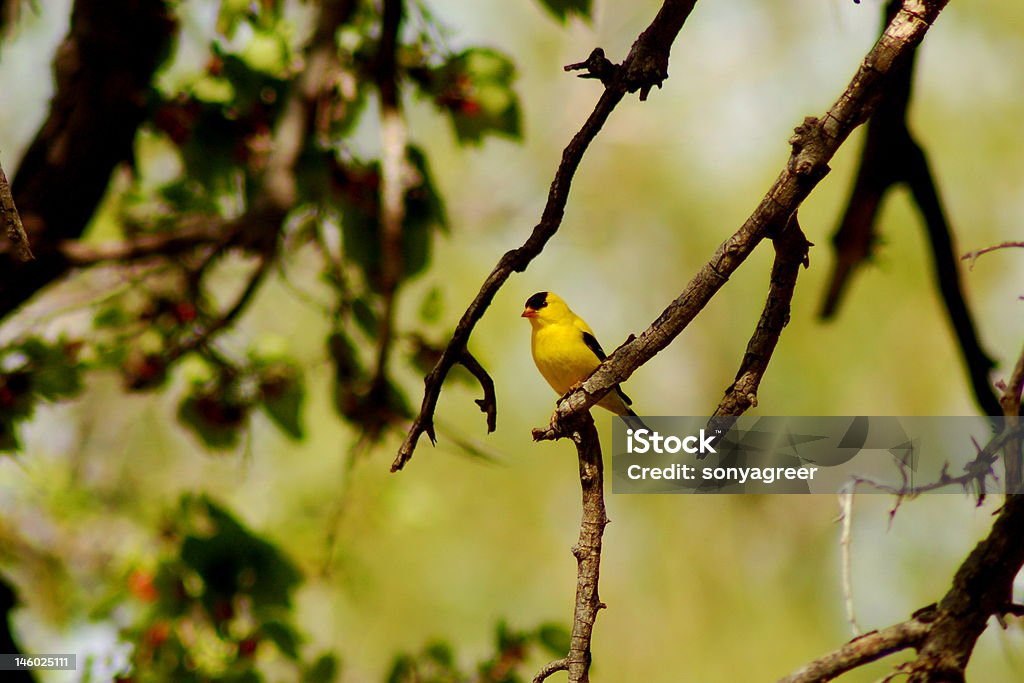 Pintassilgo-norte-americano - Foto de stock de Amarelo royalty-free