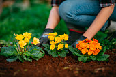 istock Woman Planting Colorful Flowers in Her Garden in Spring 1460252250