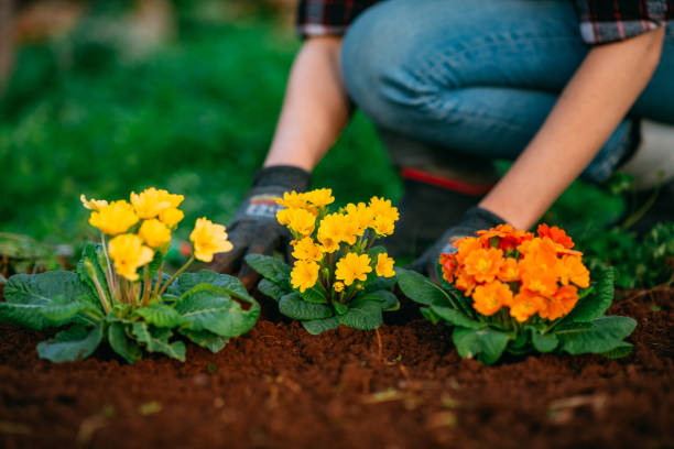 женщина сажает красочные цветы в своем саду весной - gardening women vegetable formal garden стоковые фото и изображения