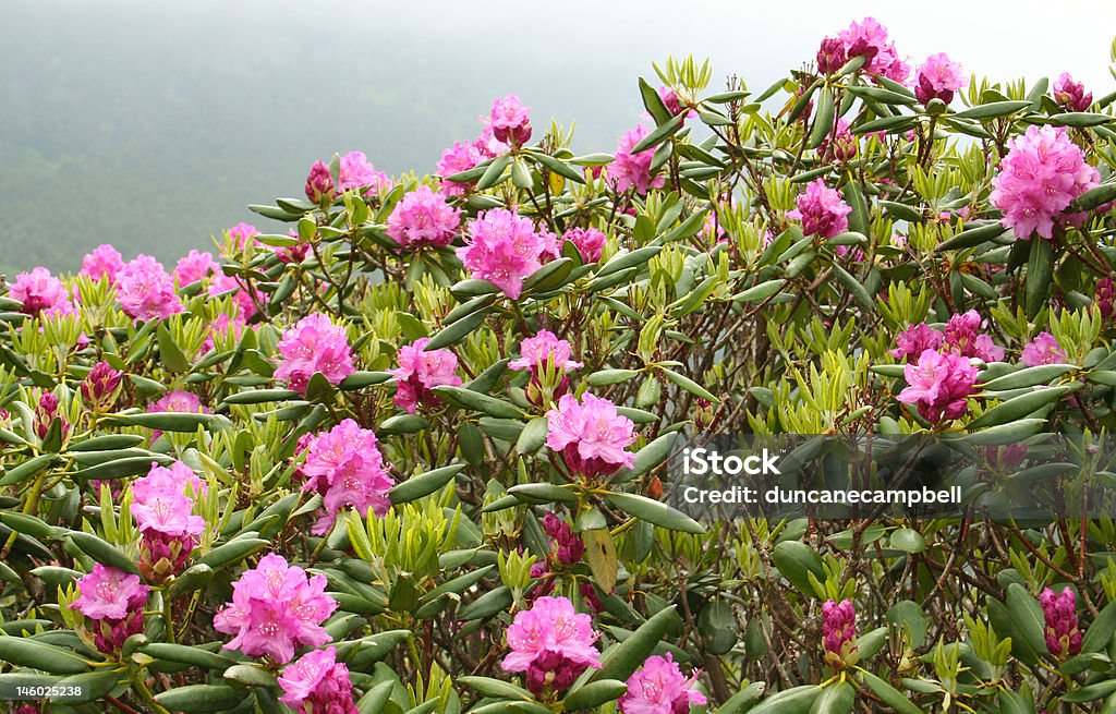 개화 rhododendrons, 미스티 아침입니다 - 로열티 프리 노스캐롤라이나-미국 주 스톡 사진