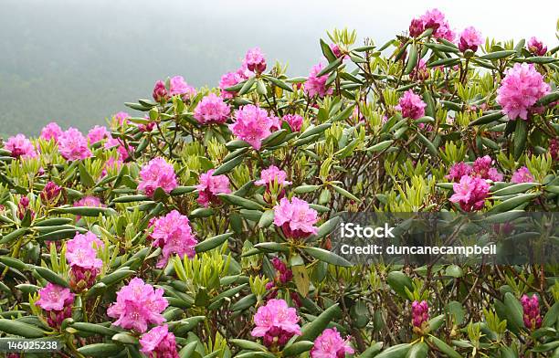 개화 Rhododendrons 미스티 아침입니다 노스캐롤라이나-미국 주에 대한 스톡 사진 및 기타 이미지 - 노스캐롤라이나-미국 주, 0명, 관목