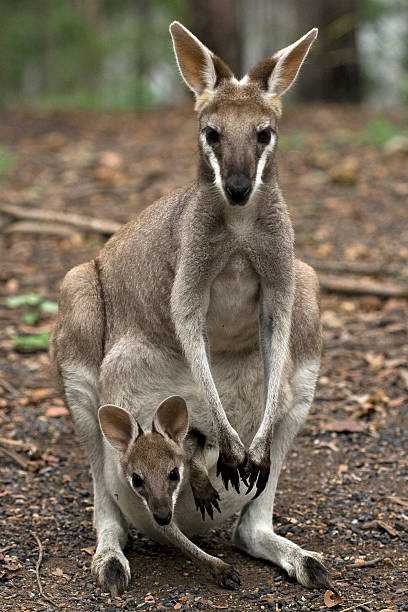 istock A cute mother and baby wallaby 146025365