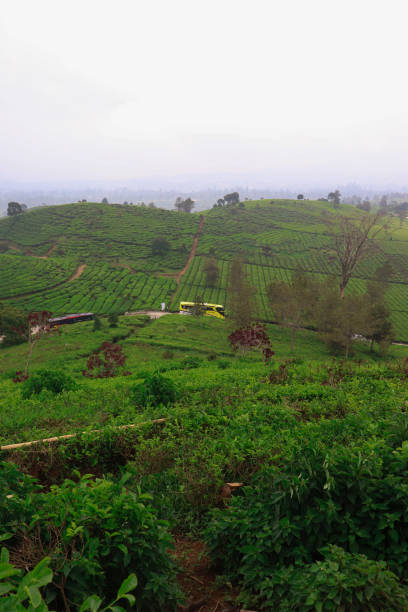 istock Yellow Bus in the Middle of Beautiful Scenery 1460254242
