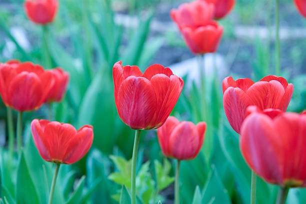 tulipani rossi - backgrownd foto e immagini stock