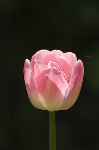 Pink tulip stock photo