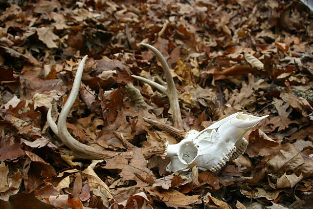 istock Deer skull laying in the leaves 146025709