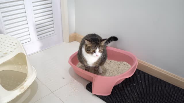 The cat is pooping in the litter box.