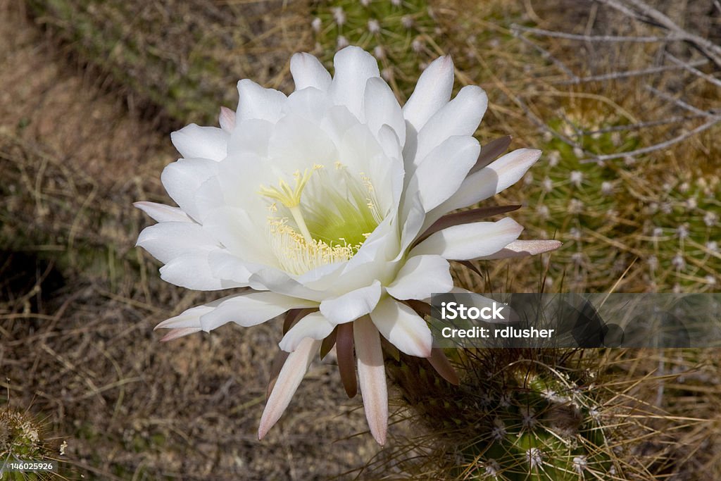 Cactus Blume - Photo de Arizona libre de droits