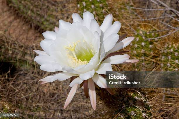 Photo libre de droit de Cactus Blume banque d'images et plus d'images libres de droit de Arizona - Arizona, Blanc, Cactus