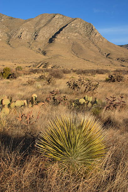 istock Chihuahuan Desert 146025931