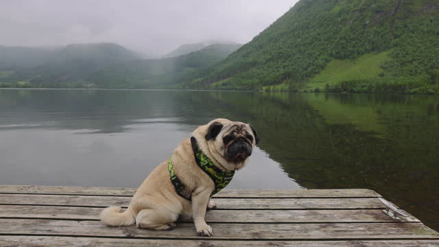 Cute dog contemplating scenic summer morning by the lake in Norway