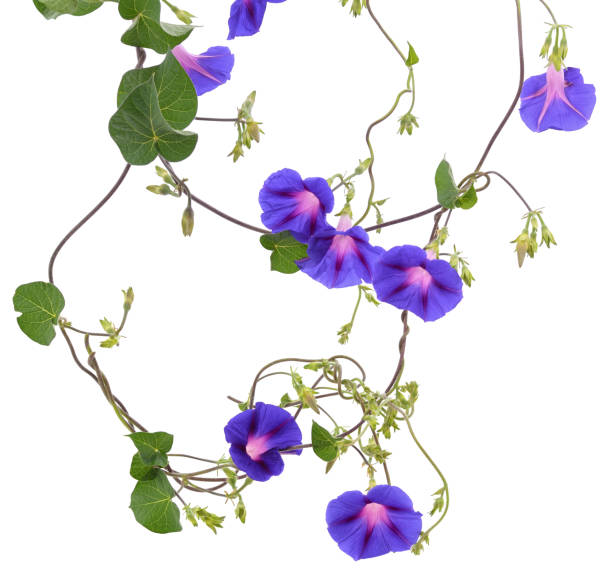 istock Blue flowers of morning glory. 1460262670