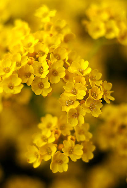 yellow flowers stock photo