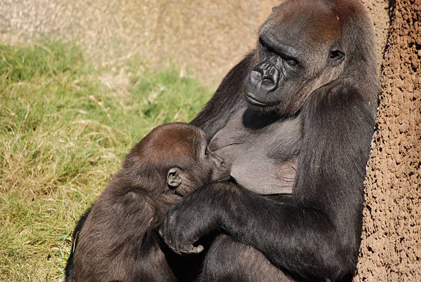 Mother Gorilla Nursing her young