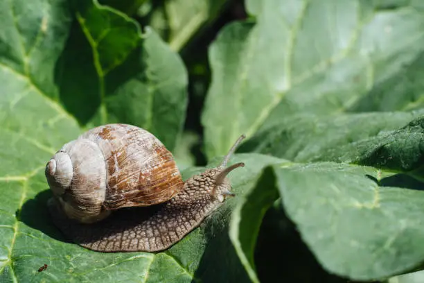 Photo of Helix pomatia also Roman snail, Burgundy snail, edible snail or escargot. Snail Muller gliding on the wet leaves. Large white mollusk snails with brown striped shell, crawling on vegetables.