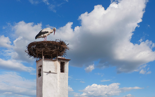 Storks nest on the roof. City of Rust near Lake \