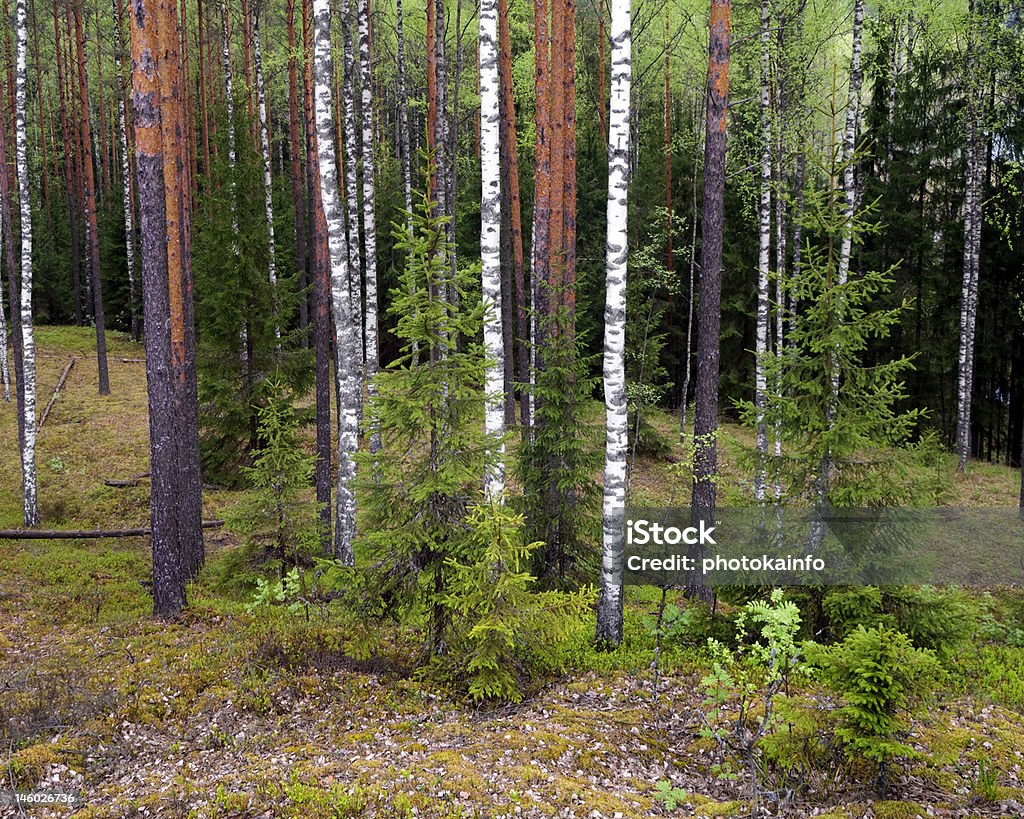 birches y pines - Foto de stock de Abedul libre de derechos