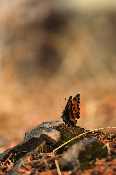 istock A beautiful orange-colored butterfly perching on the ground 1460268039
