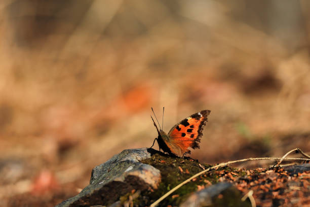 istock A beautiful orange-colored butterfly perching on the ground 1460268051