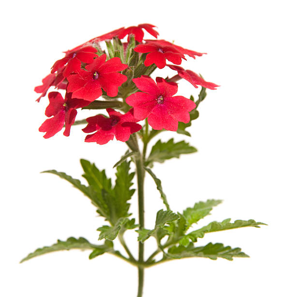 istock red garden verbena 146026892