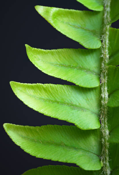 Close-up macro bright green leaves fern texture tropical forest plant in soft focus background.Biology leaf botanical desktop wallpaper,website cover backdrop,ecology or environment banner concept. primer plano macro hojas verdes brillantes textura helecho planta de bosque tropical en fondo de enfoque suave. fondo de escritorio botánico de la hoja de biología, telón de fondo de la portada del sitio web, ecología o concepto de banner ambiental.