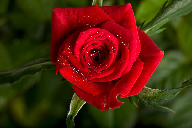red rose stock photo