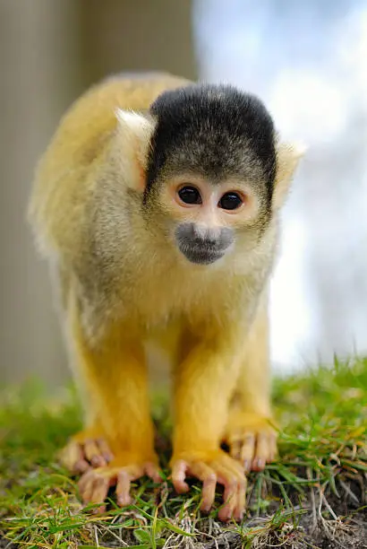 cute squirrel monkey (Saimiri) subfamily
