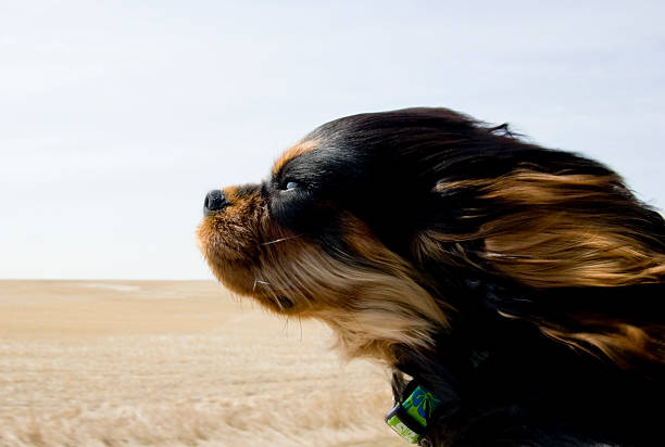 Dog hanging out the car window