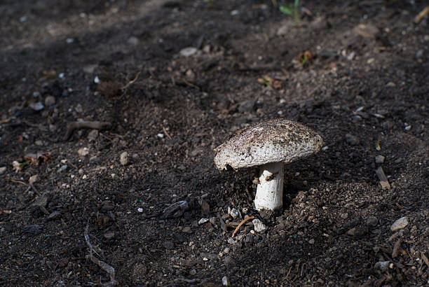 istock Mushroom In the Dirt 146027092