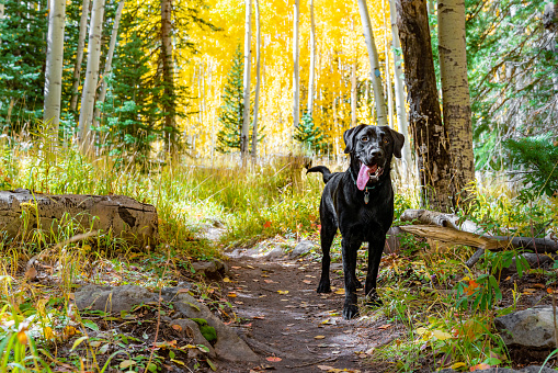 Cute Black Labrador Puppy, Moses, with His Long Tonge Hanging Out, Waiting for His Family to Catch Up while Hiking on a Trail in the Fall in the Grand Mesa National Forest in Colorado.