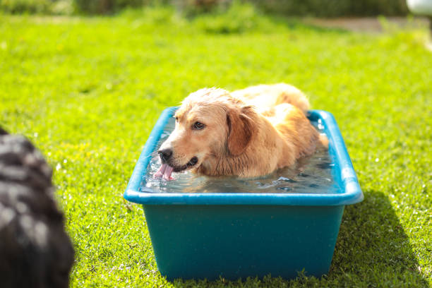 istock Young Golden Retriever take a summer bath 1460271339