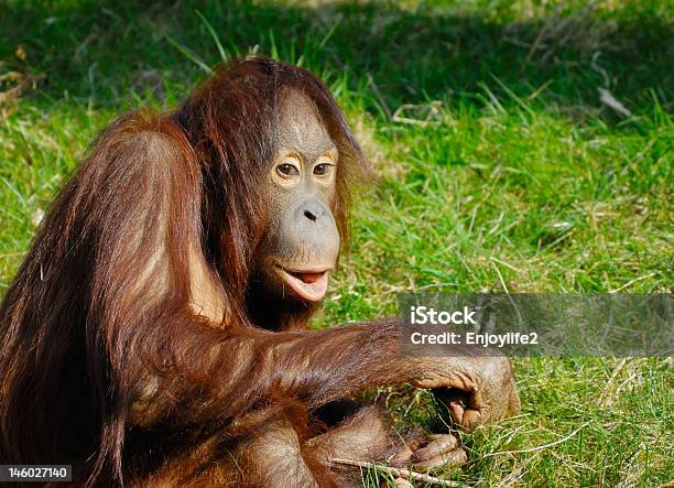 Simpatico Orango - Fotografie stock e altre immagini di Ambientazione esterna - Ambientazione esterna, Animale, Animale in cattività