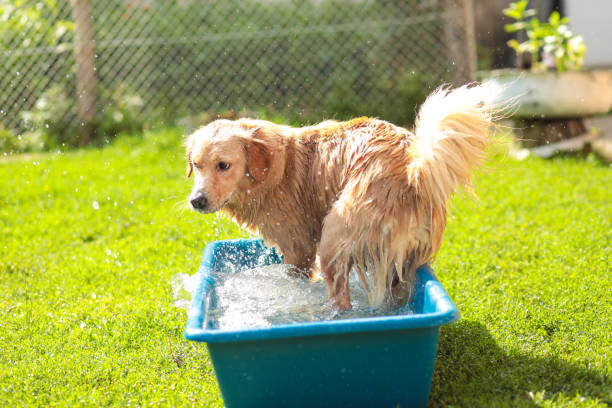 istock Young Golden Retriever take a summer bath 1460271429