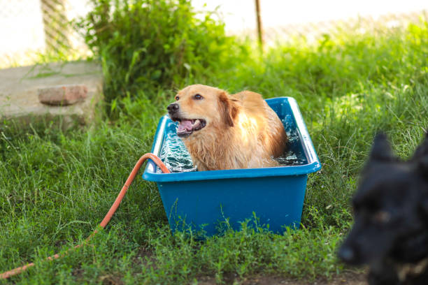 un jeune golden retriever prend un bain d’été - soaking tub photos et images de collection