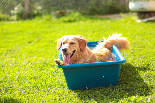 Young Golden Retriever take a summer bath
