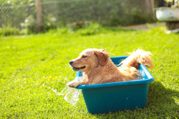 istock Young Golden Retriever take a summer bath 1460271617