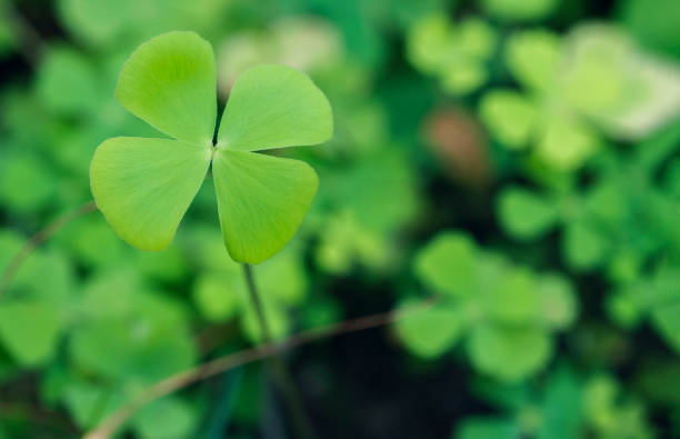 Green background with three-leaved shamrocks, Lucky Irish Four Leaf Clover in the Field for St. Patricks Day holiday symbol. stock photo