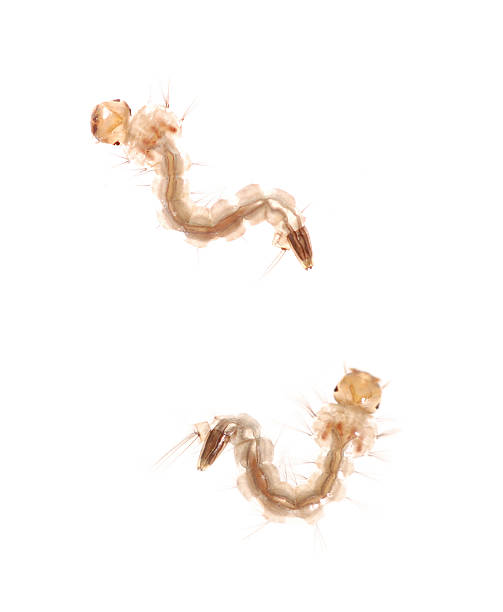 larva de mosquito - foto de acervo