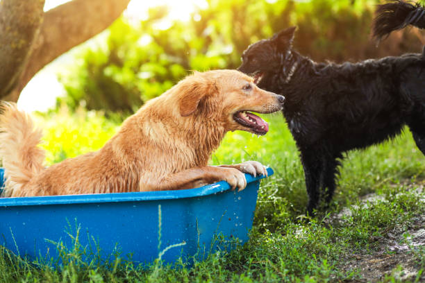 un jeune golden retriever prend un bain d’été - soaking tub photos et images de collection